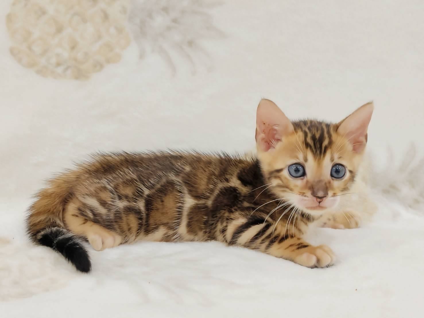 幼貓群 Kittens _超可愛小弟弟皇家豹貓專業貓舍   特寵業繁字第W1120860-00號 - 皇家貓舍,皇家豹貓專業貓舍,高雄貓舍