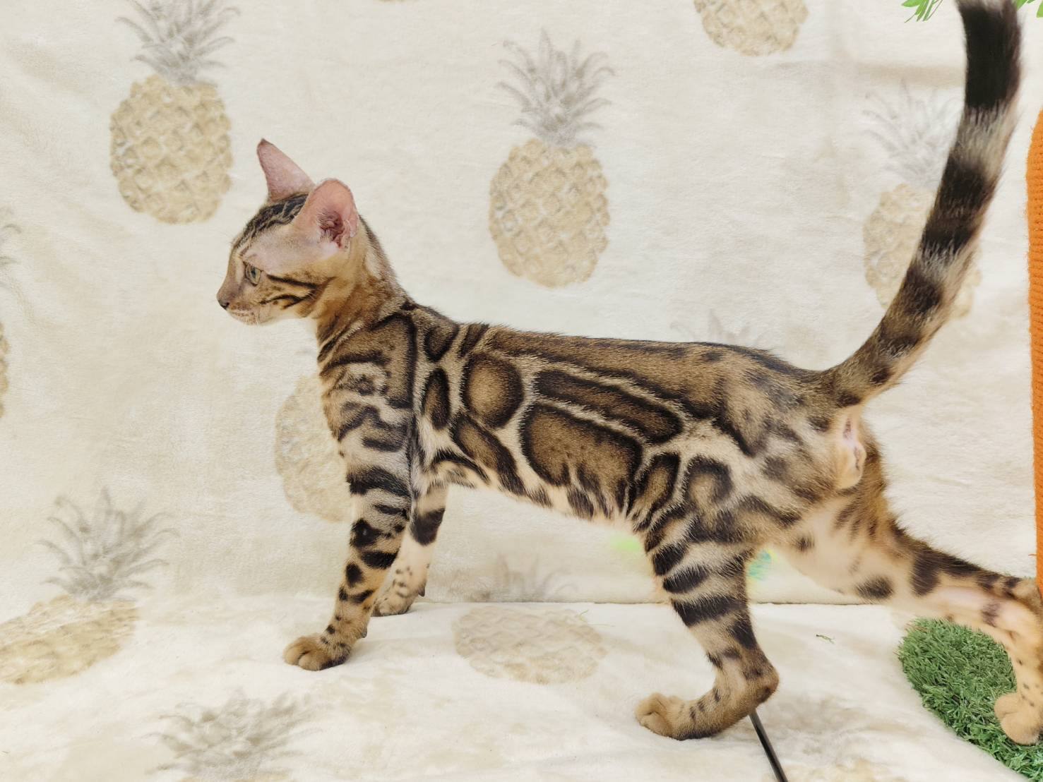 幼貓群 Kittens _頂級公主皇家豹貓專業貓舍   特寵業繁字第W1120860-00號 - 皇家貓舍,皇家豹貓專業貓舍,高雄貓舍