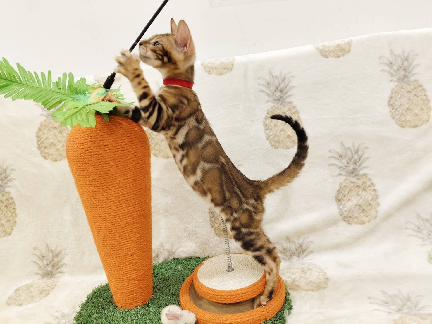 幼貓群 Kittens _金弟弟皇家豹貓專業貓舍   特寵業繁字第W1120860-00號 - 皇家貓舍,皇家豹貓專業貓舍,高雄貓舍