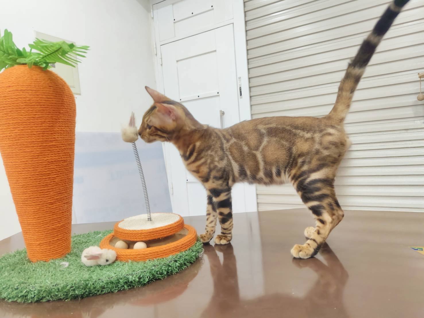 幼貓群 Kittens _金迪迪皇家豹貓專業貓舍   特寵業繁字第W1120860-00號 - 皇家貓舍,皇家豹貓專業貓舍,高雄貓舍