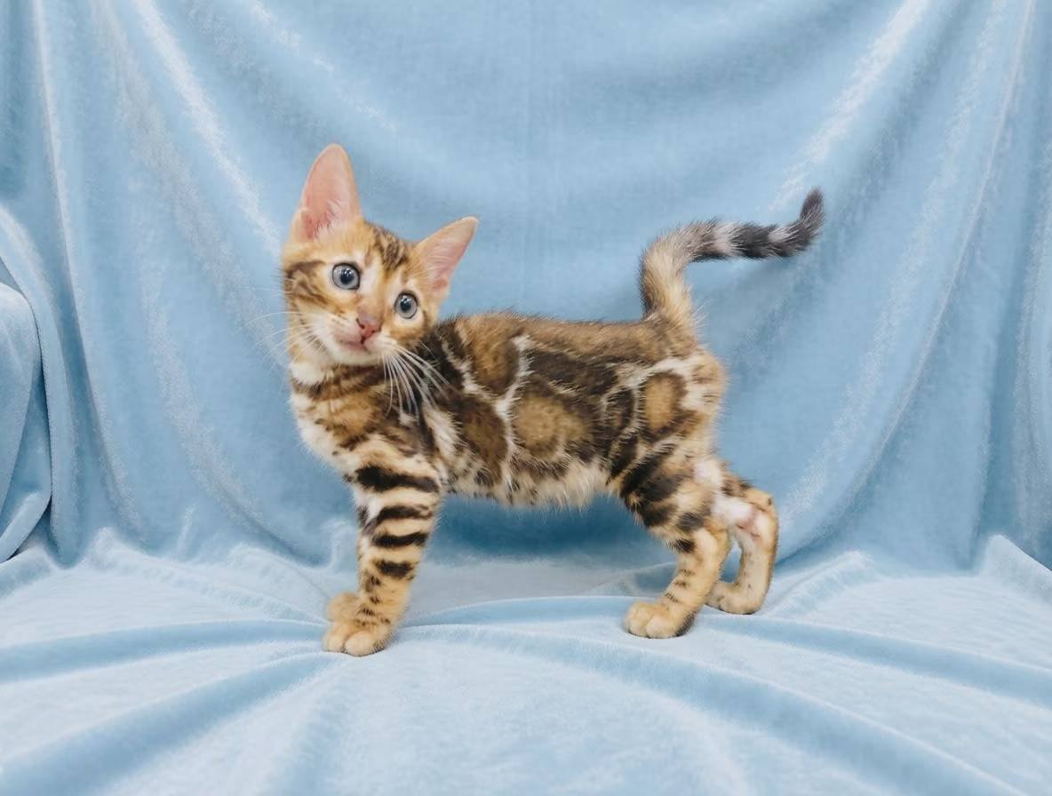 幼貓群 Kittens _萌公主皇家豹貓專業貓舍   特寵業繁字第W1120860-00號 - 皇家貓舍,皇家豹貓專業貓舍,高雄貓舍