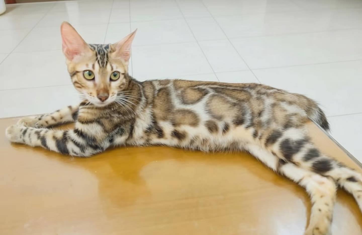 幼貓群 Kittens _萌妹皇家豹貓專業貓舍   特寵業繁字第W1120860-00號 - 皇家貓舍,皇家豹貓專業貓舍,高雄貓舍