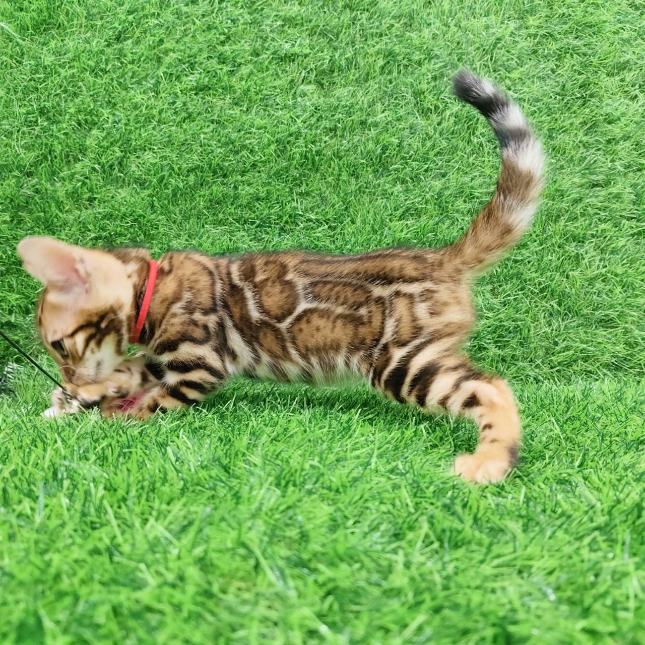幼貓群 Kittens _小可愛（已到到新家）皇家豹貓專業貓舍   特寵業繁字第W1120860-00號 - 皇家貓舍,皇家豹貓專業貓舍,高雄貓舍