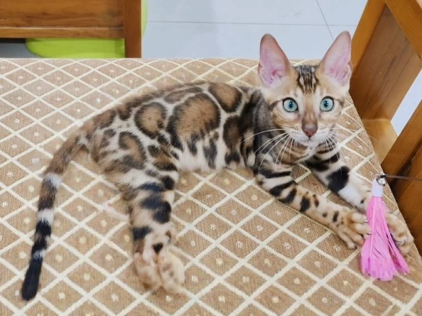 幼貓群 Kittens _帥寶皇家豹貓專業貓舍   特寵業繁字第W1120860-00號 - 皇家貓舍,皇家豹貓專業貓舍,高雄貓舍