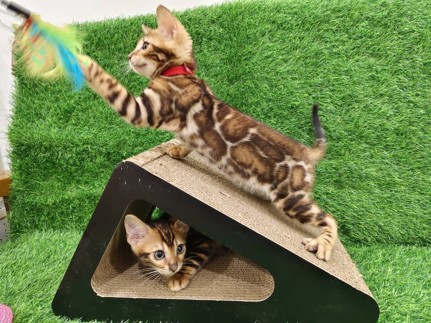 幼貓群 Kittens _超美小公主皇家豹貓專業貓舍   特寵業繁字第W1120860-00號 - 皇家貓舍,皇家豹貓專業貓舍,高雄貓舍