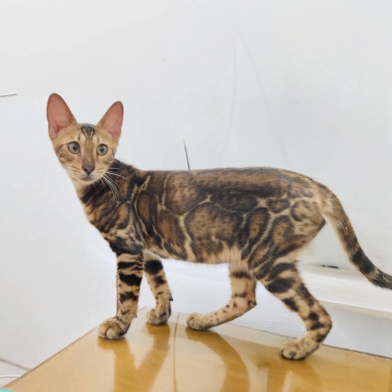 幼貓群 Kittens _超大斑紋小公皇家豹貓專業貓舍   特寵業繁字第W1120860-00號 - 皇家貓舍,皇家豹貓專業貓舍,高雄貓舍