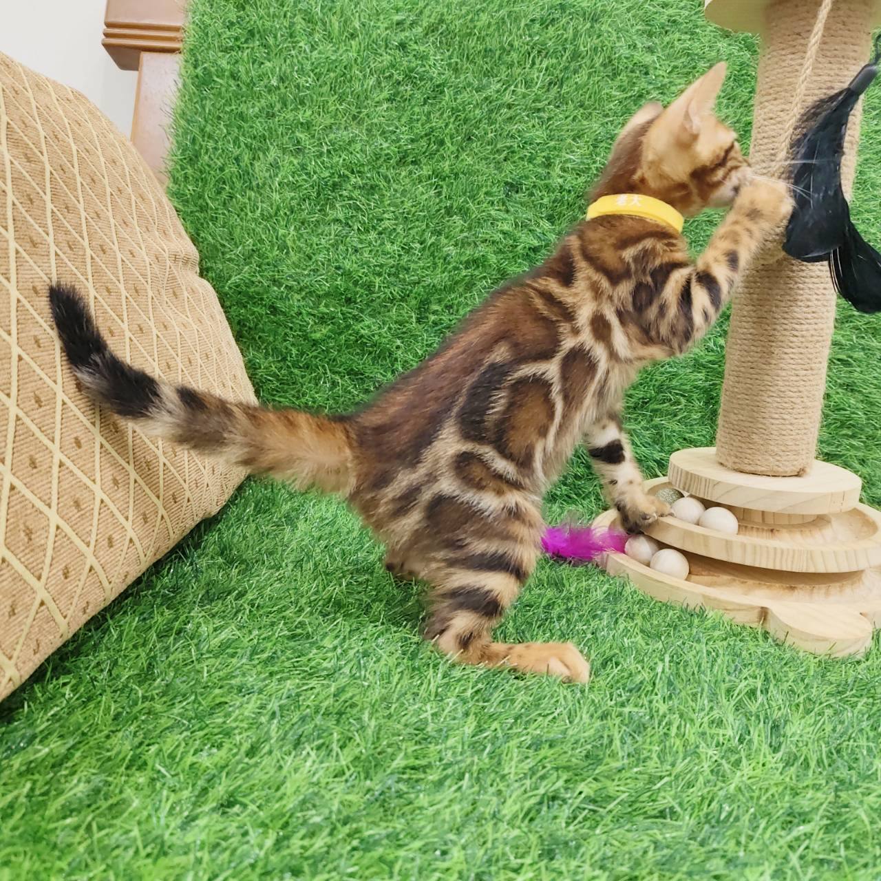 幼貓群 Kittens _對比強烈弟弟皇家豹貓專業貓舍   特寵業繁字第W1120860-00號 - 皇家貓舍,皇家豹貓專業貓舍,高雄貓舍
