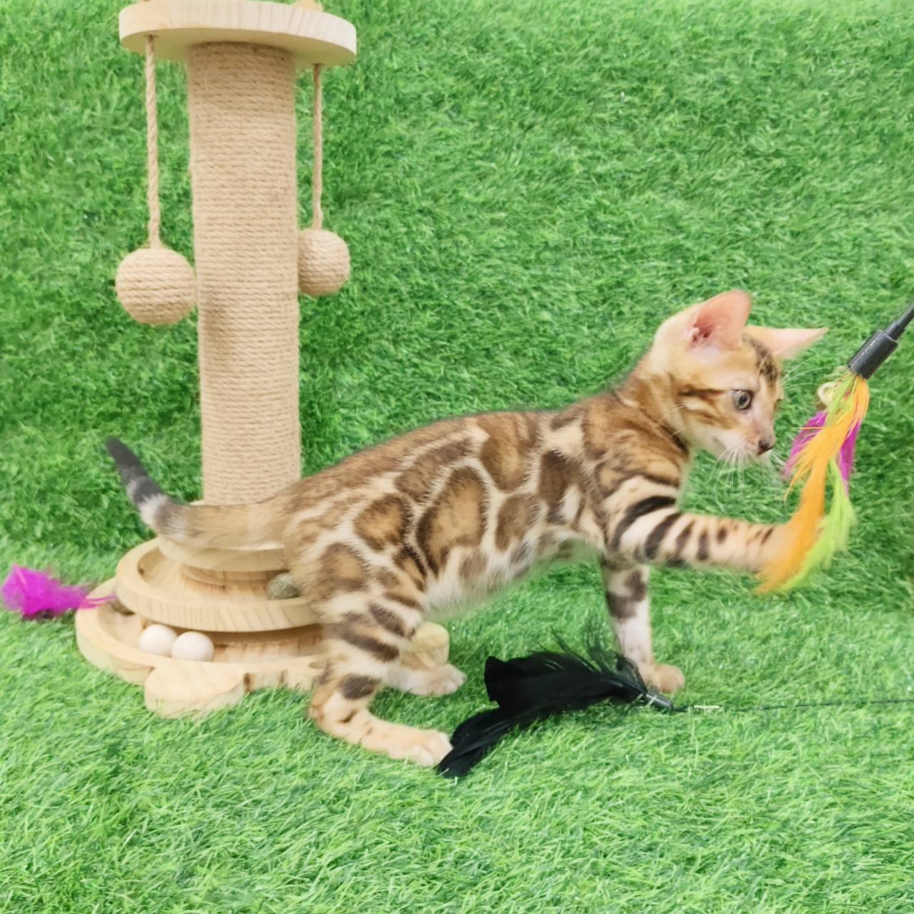 幼貓群 Kittens _賽級帥弟（精品）皇家豹貓專業貓舍   特寵業繁字第W1120860-00號 - 皇家貓舍,皇家豹貓專業貓舍,高雄貓舍