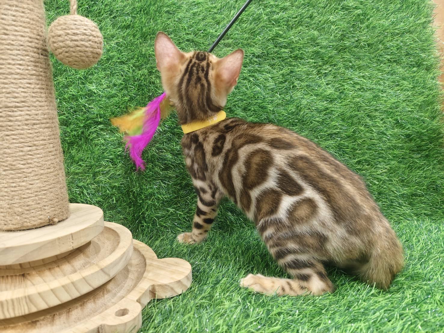 幼貓群 Kittens _公主皇家豹貓專業貓舍   特寵業繁字第W1120860-00號 - 皇家貓舍,皇家豹貓專業貓舍,高雄貓舍