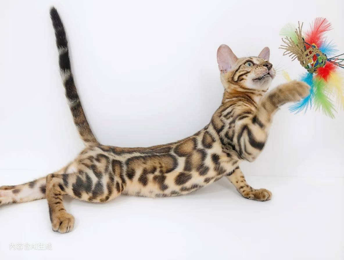 幼貓群 Kittens _極品小母皇家豹貓專業貓舍   特寵業繁字第W1120860-00號 - 皇家貓舍,皇家豹貓專業貓舍,高雄貓舍