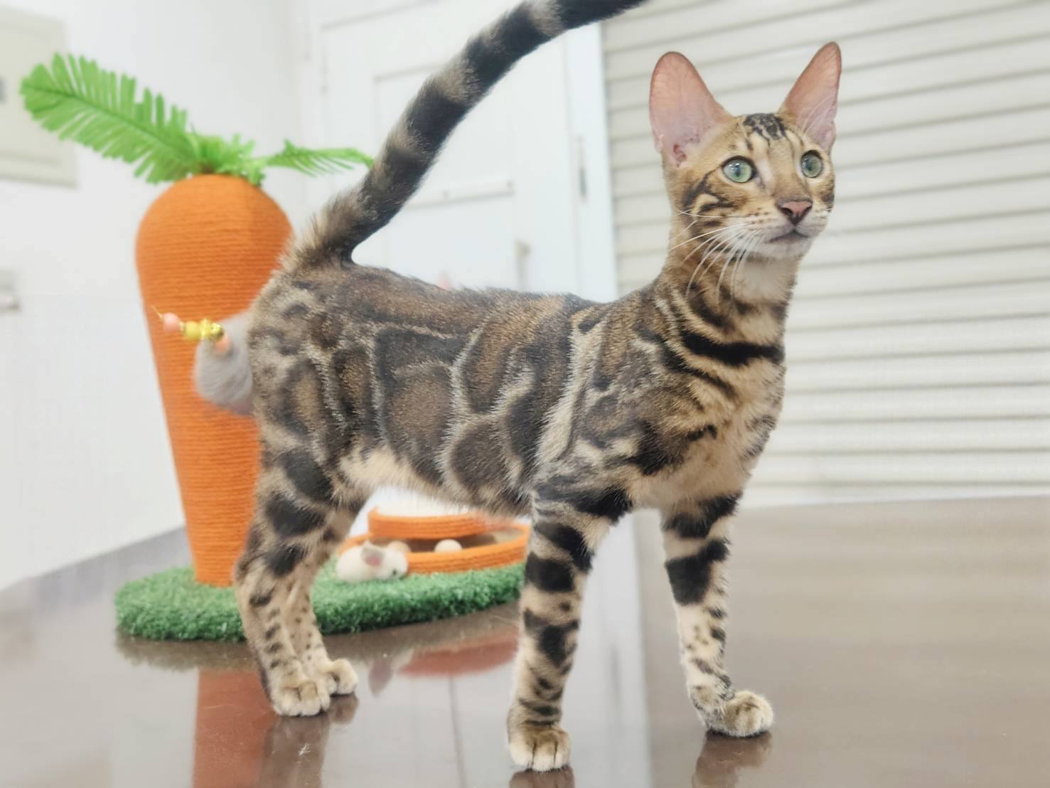 幼貓群 Kittens _弟弟皇家豹貓專業貓舍   特寵業繁字第W1120860-00號 - 皇家貓舍,皇家豹貓專業貓舍,高雄貓舍