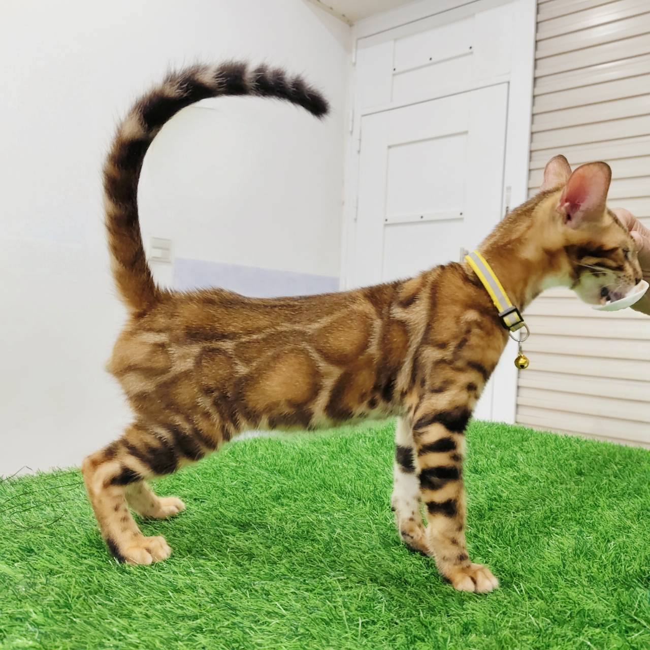 幼貓群 Kittens _弟弟皇家豹貓專業貓舍   特寵業繁字第W1120860-00號 - 皇家貓舍,皇家豹貓專業貓舍,高雄貓舍