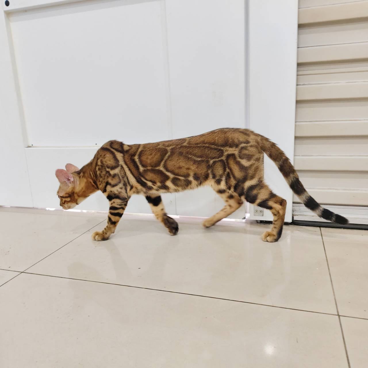 幼貓群 Kittens _蟒蛇紋弟弟皇家豹貓專業貓舍   特寵業繁字第W1120860-00號 - 皇家貓舍,皇家豹貓專業貓舍,高雄貓舍