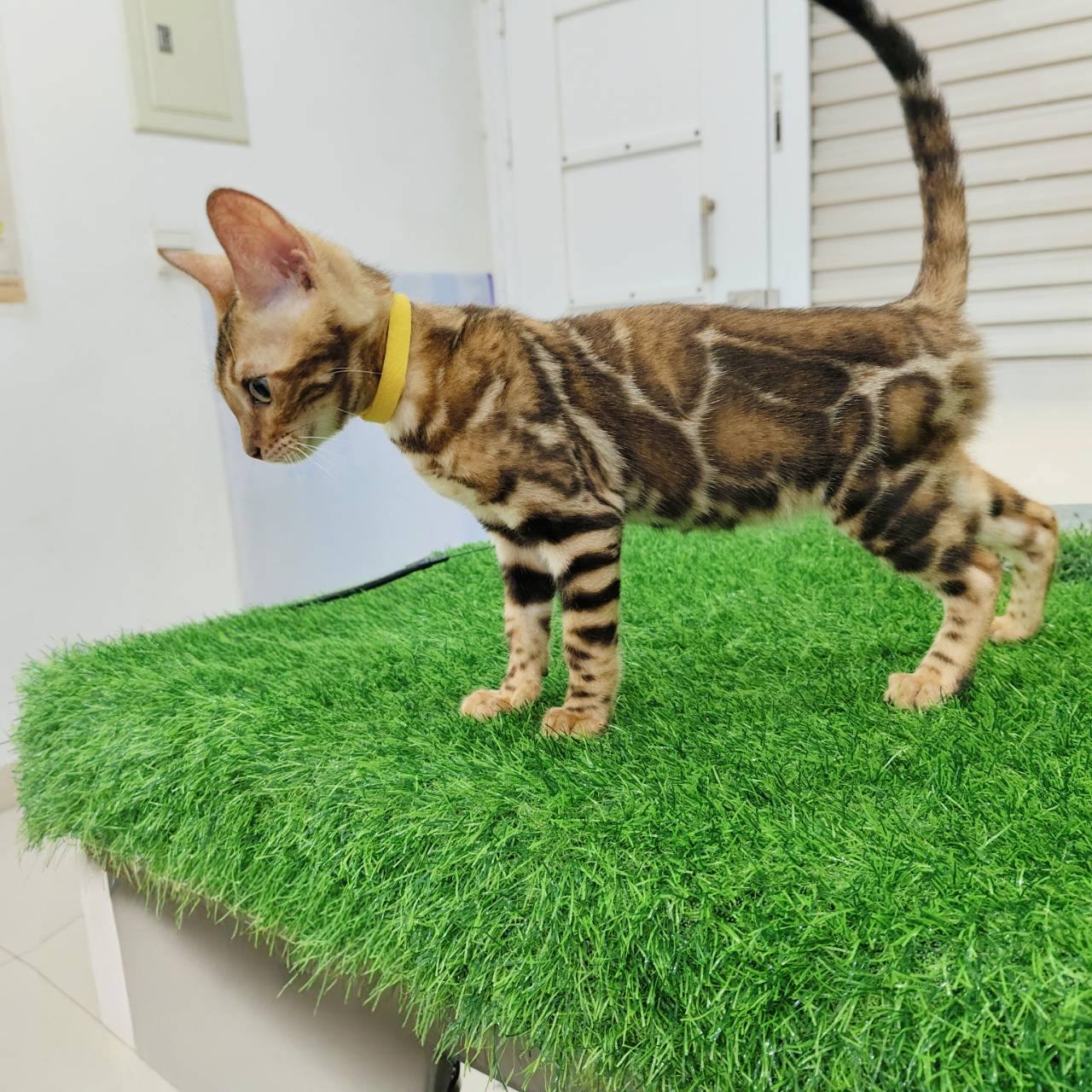 幼貓群 Kittens _公主皇家豹貓專業貓舍   特寵業繁字第W1120860-00號 - 皇家貓舍,皇家豹貓專業貓舍,高雄貓舍