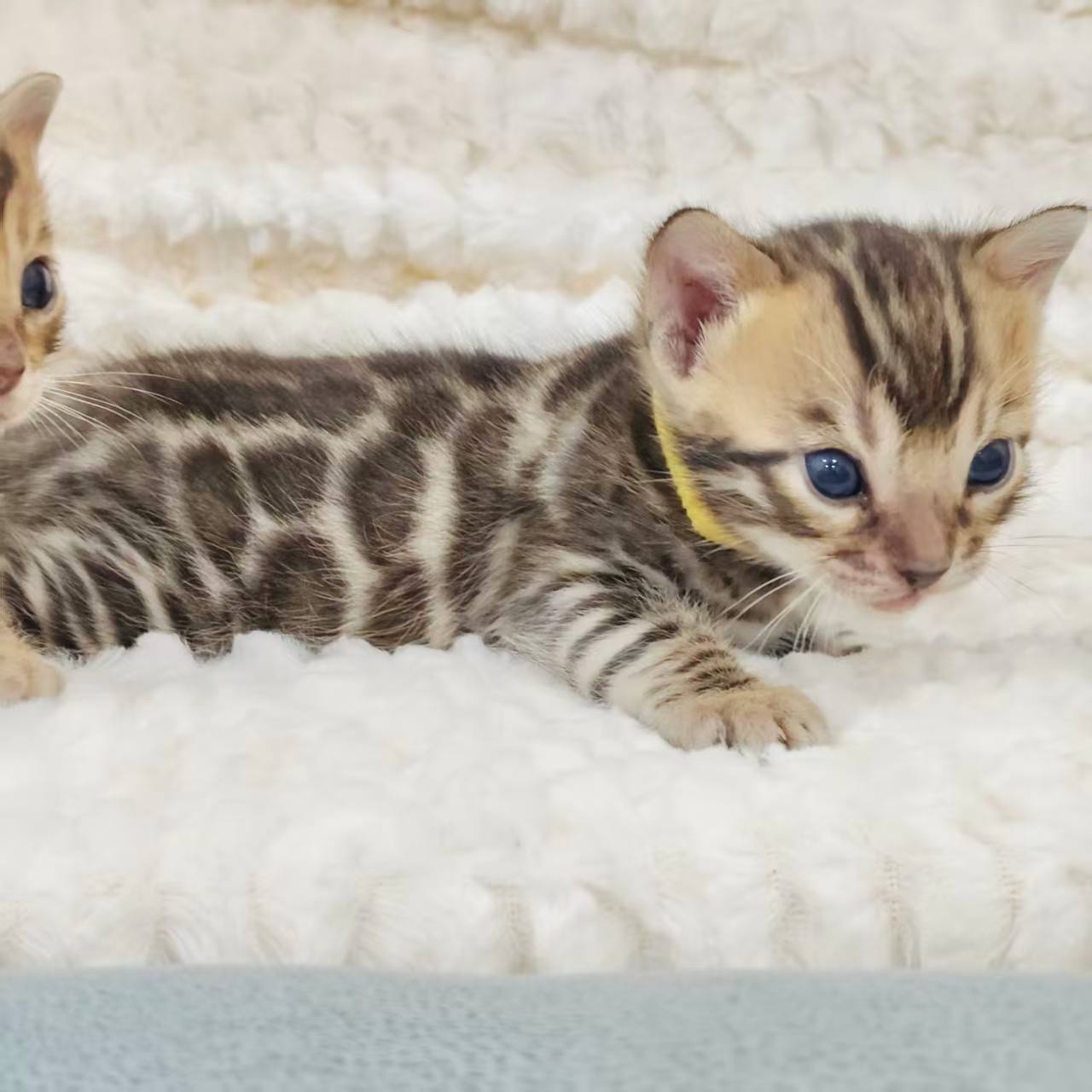 幼貓群 Kittens _小弟弟皇家豹貓專業貓舍   特寵業繁字第W1120860-00號 - 皇家貓舍,皇家豹貓專業貓舍,高雄貓舍