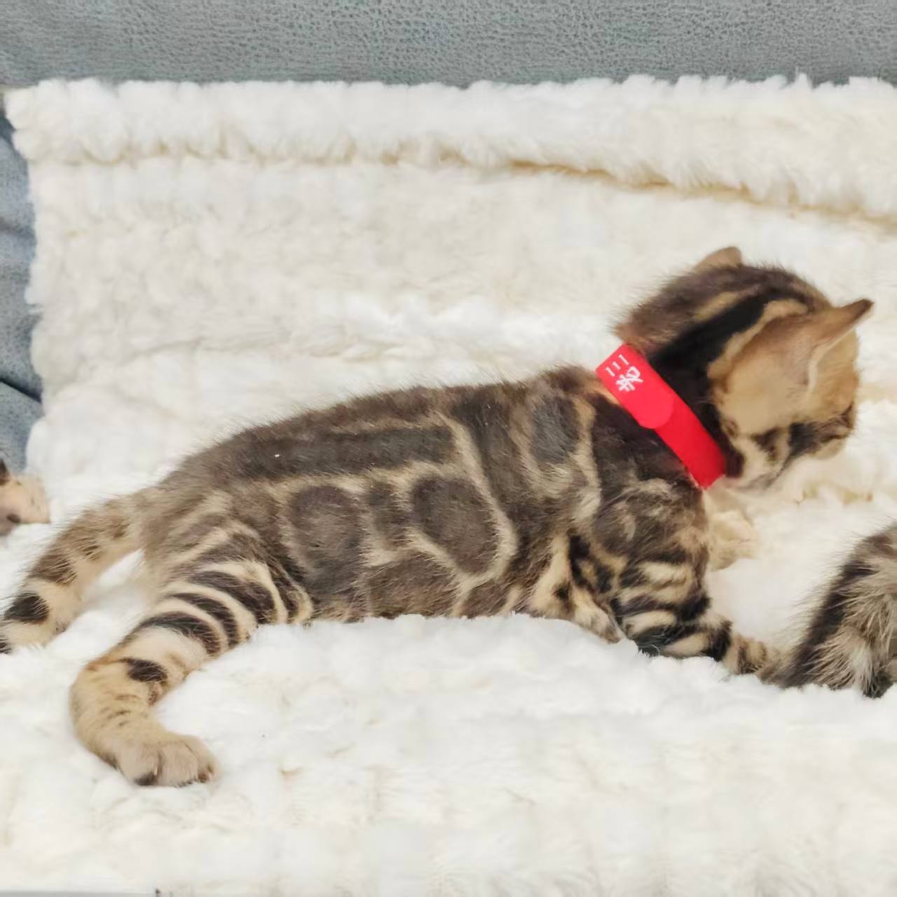 幼貓群 Kittens _小妹妹皇家豹貓專業貓舍   特寵業繁字第W1120860-00號 - 皇家貓舍,皇家豹貓專業貓舍,高雄貓舍