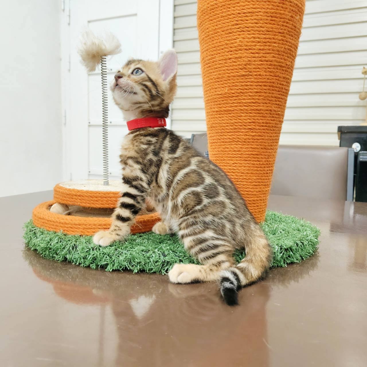 幼貓群 Kittens _萌妹皇家豹貓專業貓舍   特寵業繁字第W1120860-00號 - 皇家貓舍,皇家豹貓專業貓舍,高雄貓舍