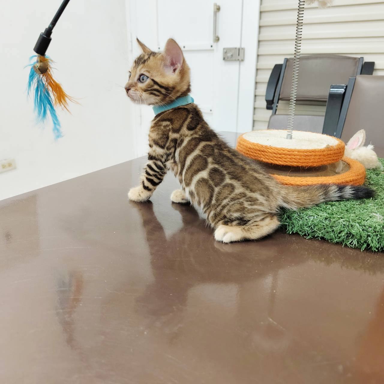幼貓群 Kittens _迪迪皇家豹貓專業貓舍   特寵業繁字第W1120860-00號 - 皇家貓舍,皇家豹貓專業貓舍,高雄貓舍