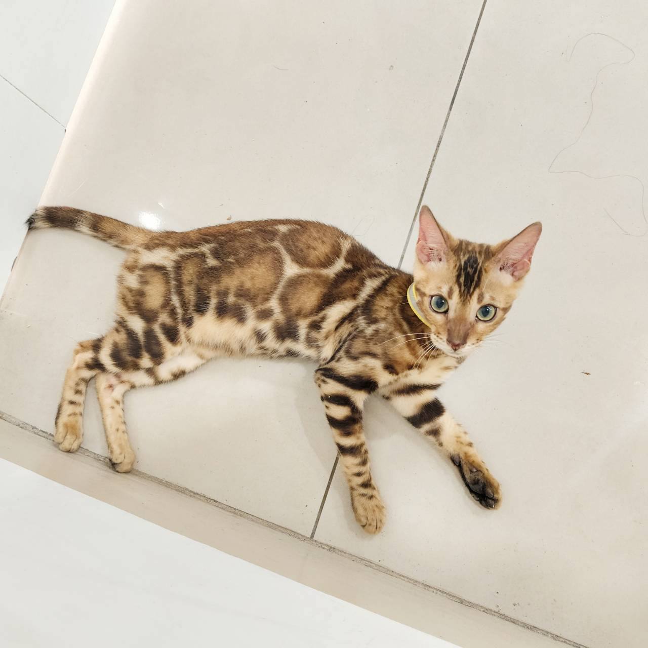 幼貓群 Kittens _公主皇家豹貓專業貓舍   特寵業繁字第W1120860-00號 - 皇家貓舍,皇家豹貓專業貓舍,高雄貓舍