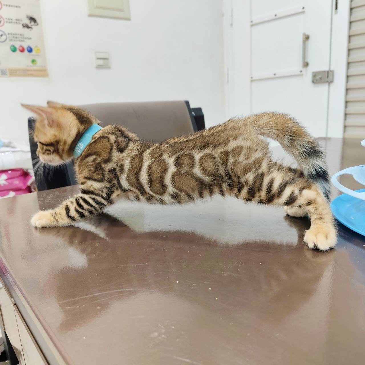 幼貓群 Kittens _王子皇家豹貓專業貓舍   特寵業繁字第W1120860-00號 - 皇家貓舍,皇家豹貓專業貓舍,高雄貓舍