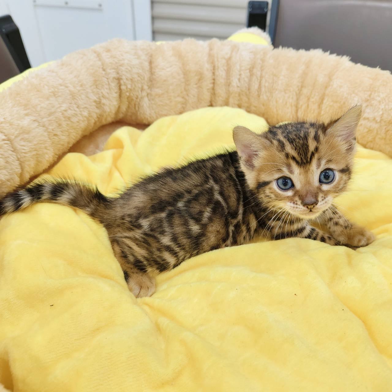 幼貓群 Kittens _小仙女皇家豹貓專業貓舍   特寵業繁字第W1120860-00號 - 皇家貓舍,皇家豹貓專業貓舍,高雄貓舍
