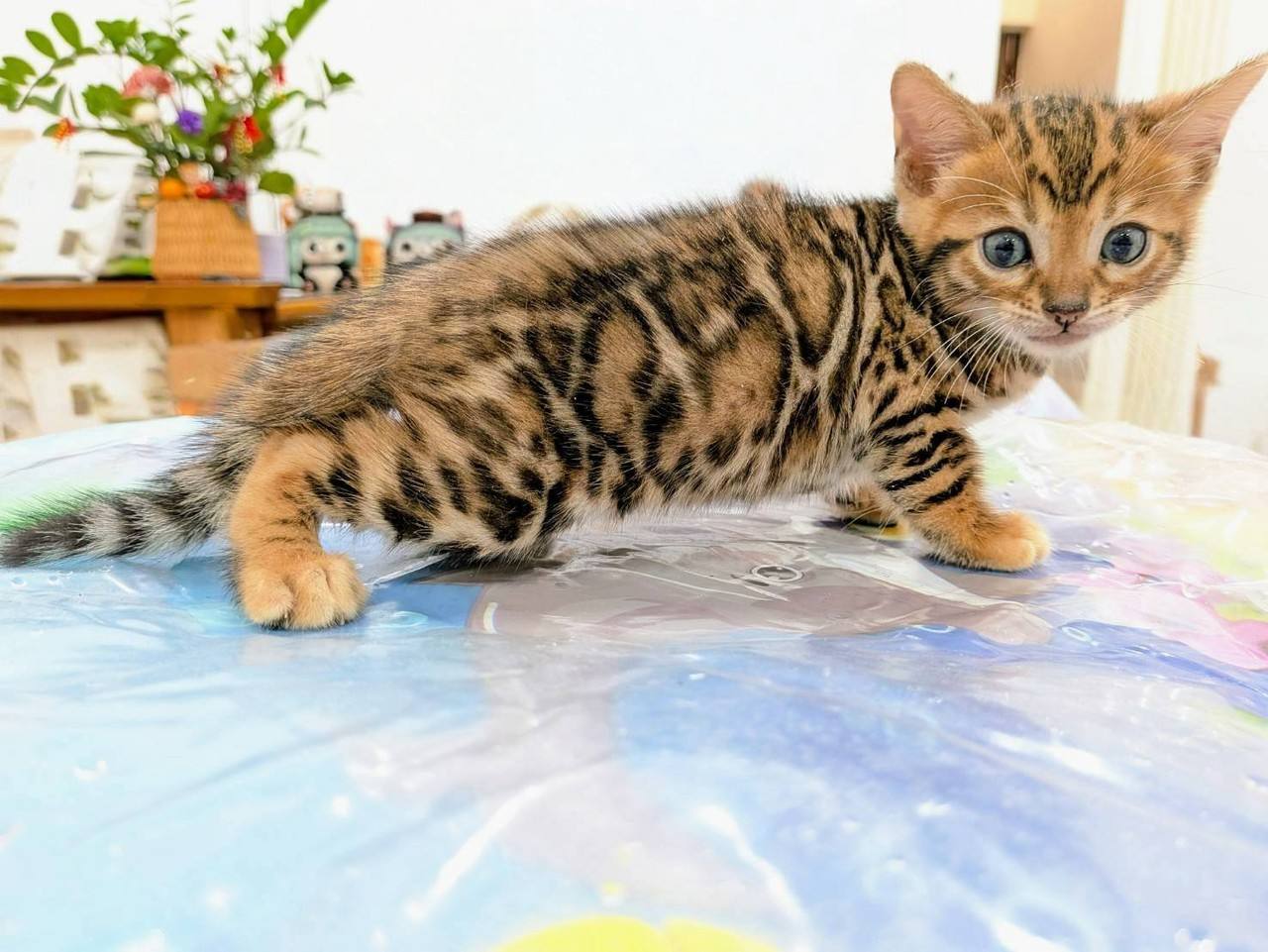 幼貓群 Kittens _萌妹皇家豹貓專業貓舍   特寵業繁字第W1120860-00號 - 皇家貓舍,皇家豹貓專業貓舍,高雄貓舍