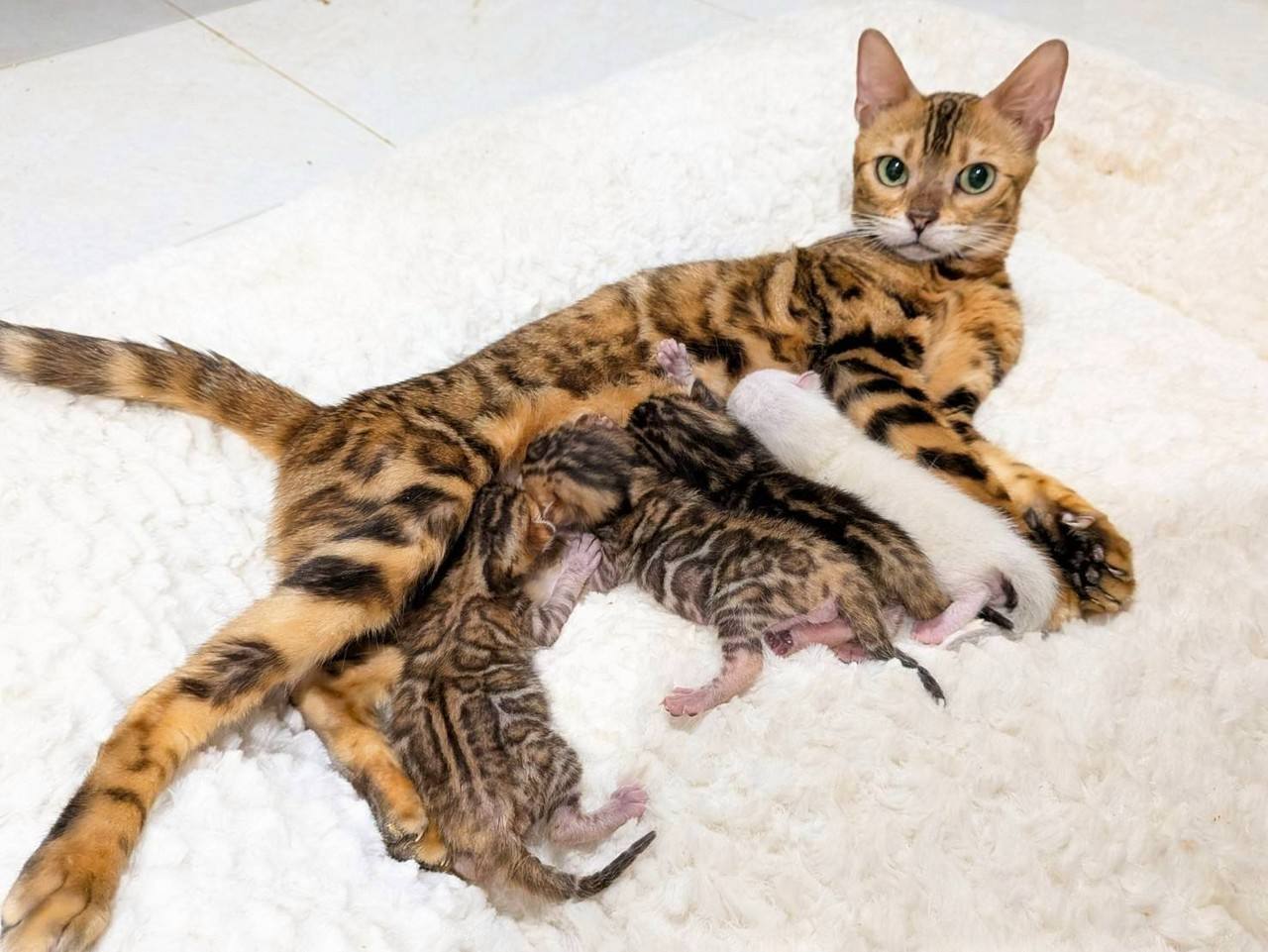 幼貓群 Kittens _丹丹皇家豹貓專業貓舍   特寵業繁字第W1120860-00號 - 皇家貓舍,皇家豹貓專業貓舍,高雄貓舍