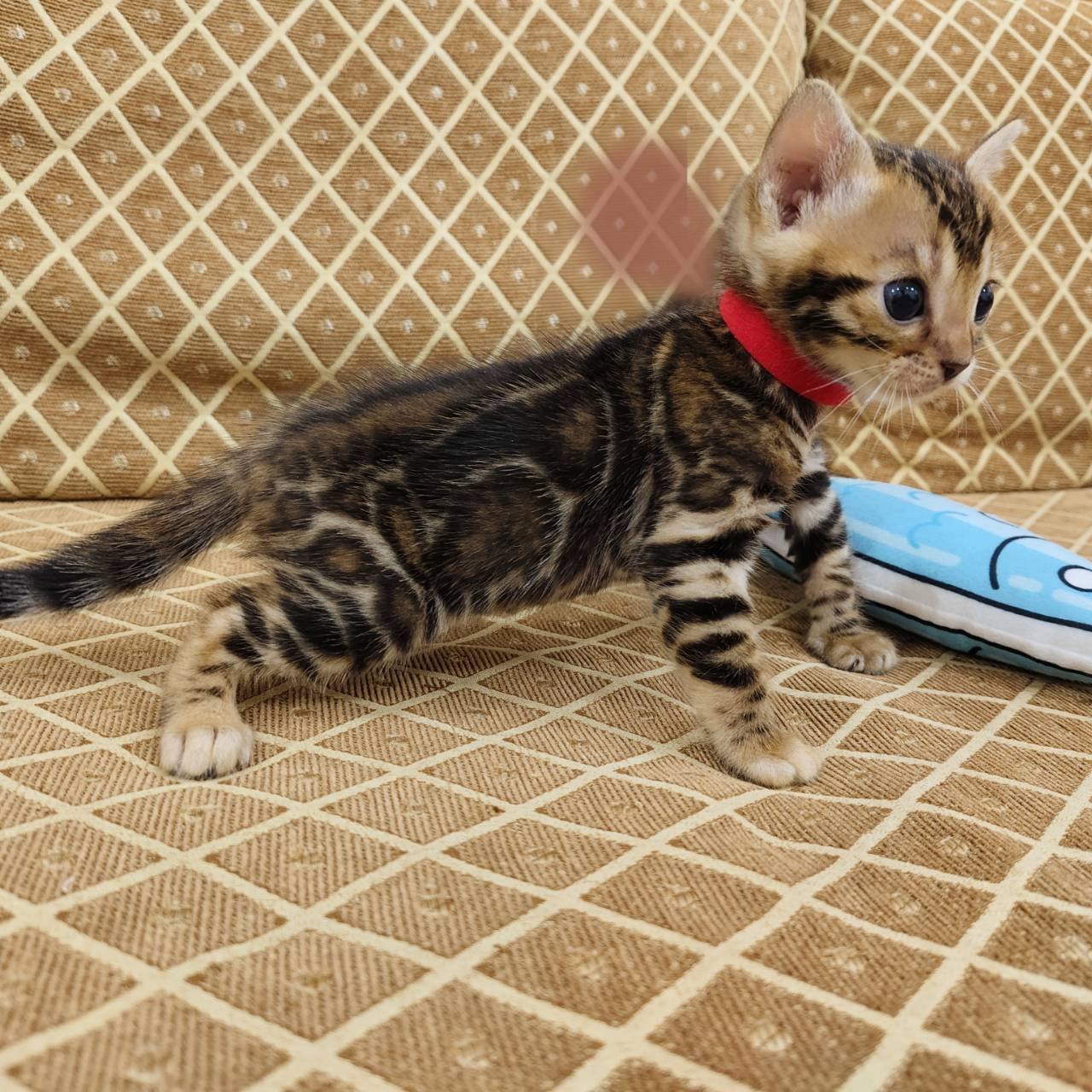幼貓群 Kittens _妹妹皇家豹貓專業貓舍   特寵業繁字第W1120860-00號 - 皇家貓舍,皇家豹貓專業貓舍,高雄貓舍