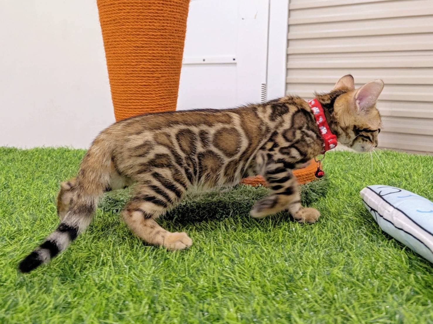 幼貓群 Kittens _妹妹皇家豹貓專業貓舍   特寵業繁字第W1120860-00號 - 皇家貓舍,皇家豹貓專業貓舍,高雄貓舍
