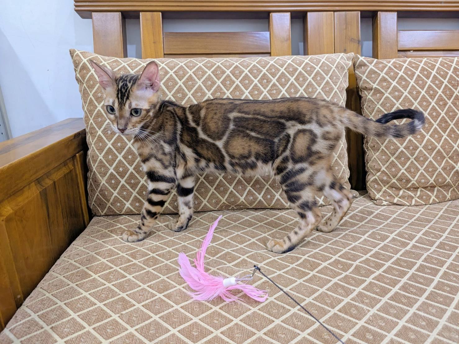 幼貓群 Kittens _妹妹皇家豹貓專業貓舍   特寵業繁字第W1120860-00號 - 皇家貓舍,皇家豹貓專業貓舍,高雄貓舍