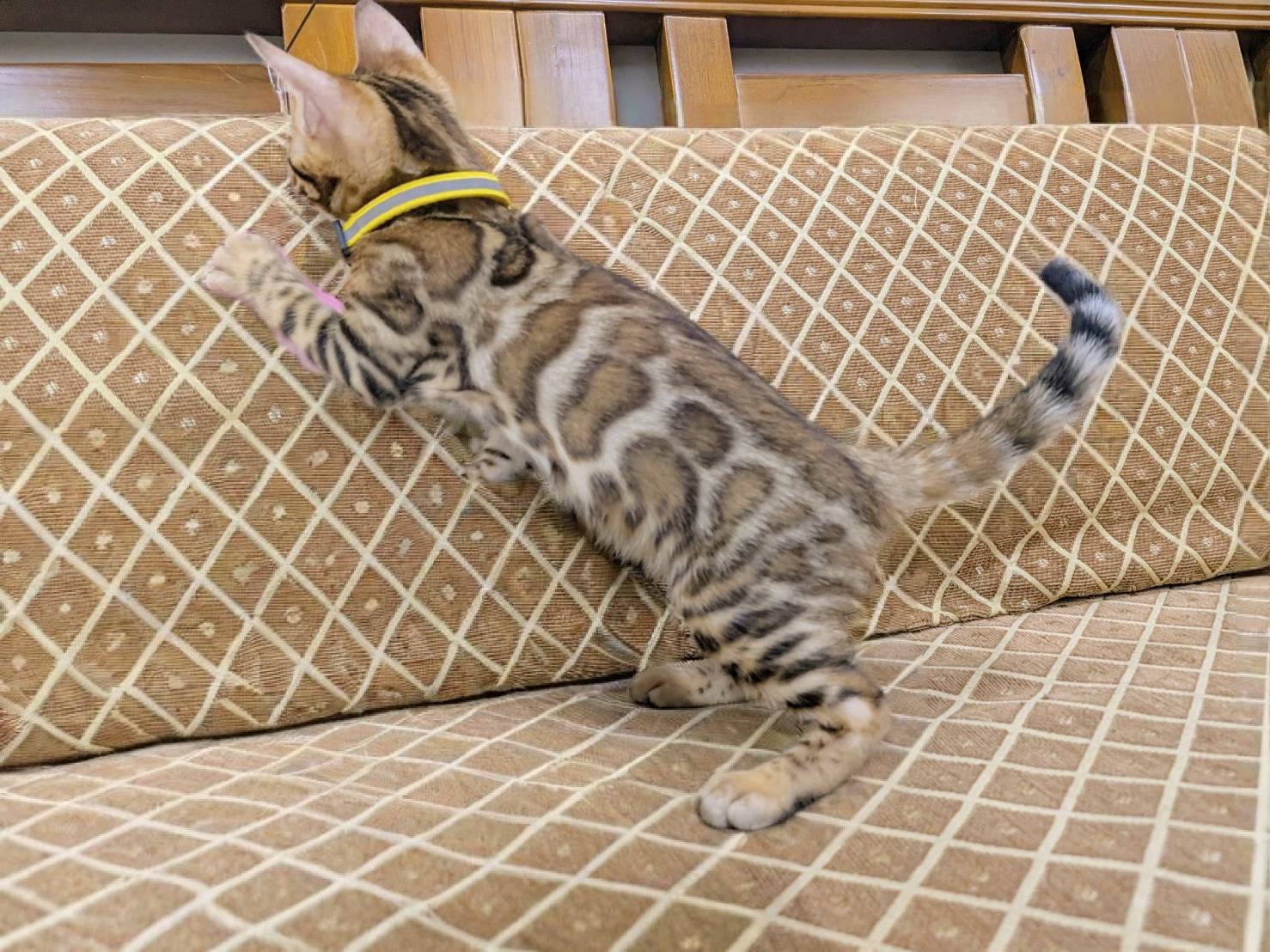 幼貓群 Kittens _迪迪皇家豹貓專業貓舍   特寵業繁字第W1120860-00號 - 皇家貓舍,皇家豹貓專業貓舍,高雄貓舍